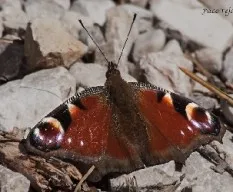 Inachis io 