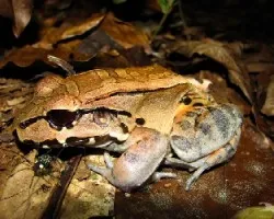 Leptodactylus pentadactylus