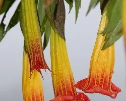 Brugmansia sanguinea