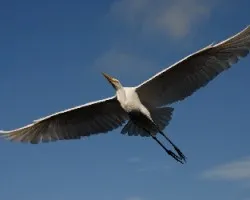 Garza