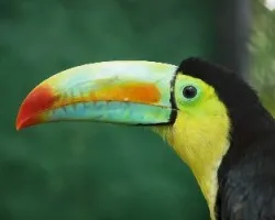 TUCÃN