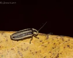 Lampiridae?