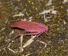 Orophus tessellatus tessellatus