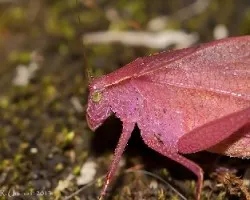 Orophus tessellatus tessellatus