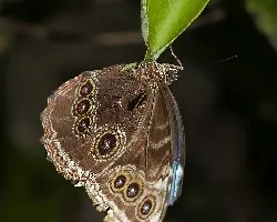 Morpho peleides
