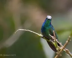 Colibri thalassinus