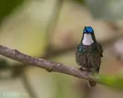 Lampornis cinereicauda