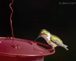 Selasphorus flammula