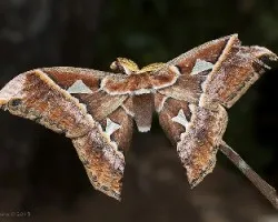 Rothschildia orizaba