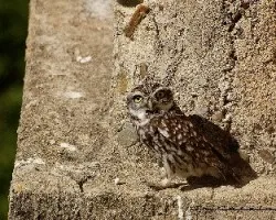Athene noctua