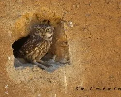 Athene noctua