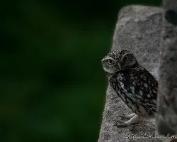 Athene noctua