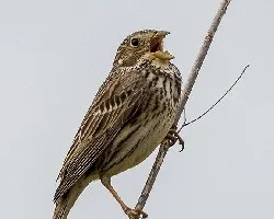 Emberiza calandra