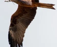 Milvus milvus