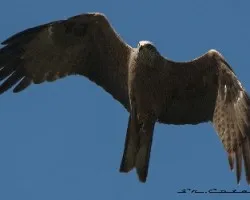 Milvus migrans