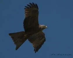 Milvus migrans