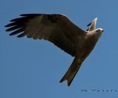 Milvus migrans