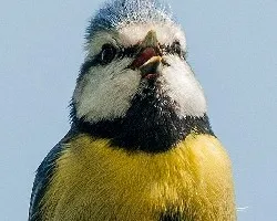 Cyanistes caeruleus