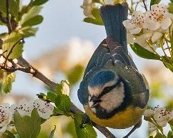 Cyanistes caeruleus