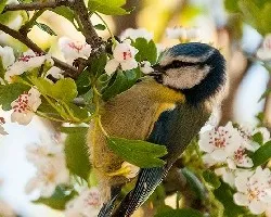 Cyanistes caeruleus