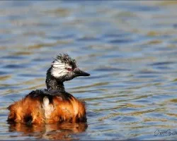 Podiceps rolland
