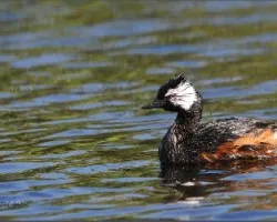 Podiceps rolland