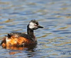 Podiceps rolland