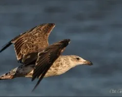 Larus dominicanus
