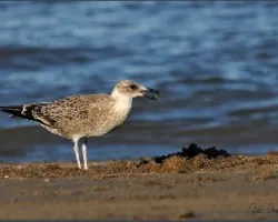 Larus dominicanus