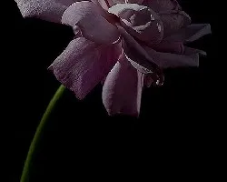 Aún le queda belleza