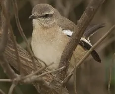 Mimus triurus