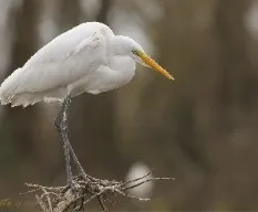 Ardea alba