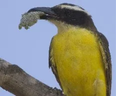 Megarynchus pitangua