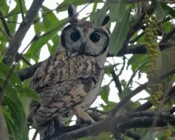 Pseudoscops clamator