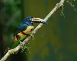 Pteroglossus torquatus