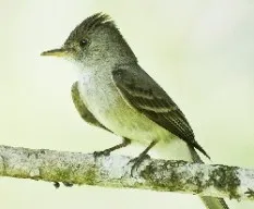 Contopus sp.