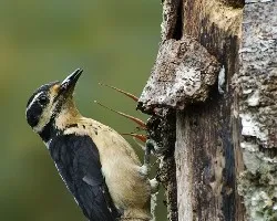 Picoides villosus