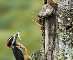 Picoides villosus