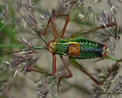 Barbitistes serricauda(tettigoniidae)