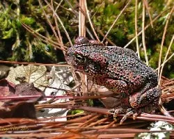 Incilius marmoreus