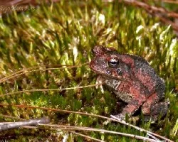 Incilius marmoreus