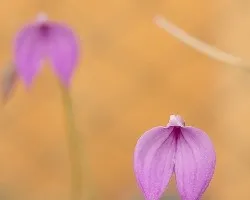 Orquideas