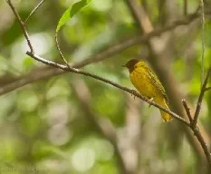 Setophaga petechia