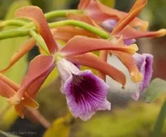 Phaius sp