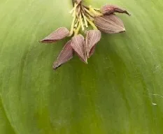 Pleurothallis sp