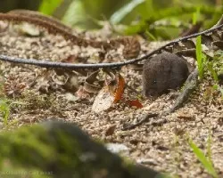 Pequeño roedor