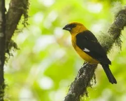 Pheucticus tibialis