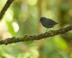Acanthidops bairdii