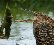 Tigrisoma mexicanum