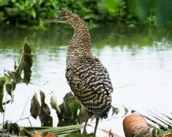 Tigrisoma mexicanum